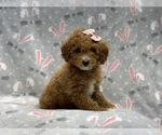 Small Photo #6 Goldendoodle (Miniature) Puppy For Sale in LAKELAND, FL, USA