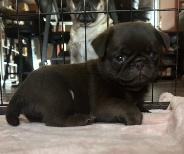 Medium Photo #74 Pug Puppy For Sale in BLOOMINGTON, IL, USA