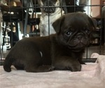 Small Photo #74 Pug Puppy For Sale in BLOOMINGTON, IL, USA