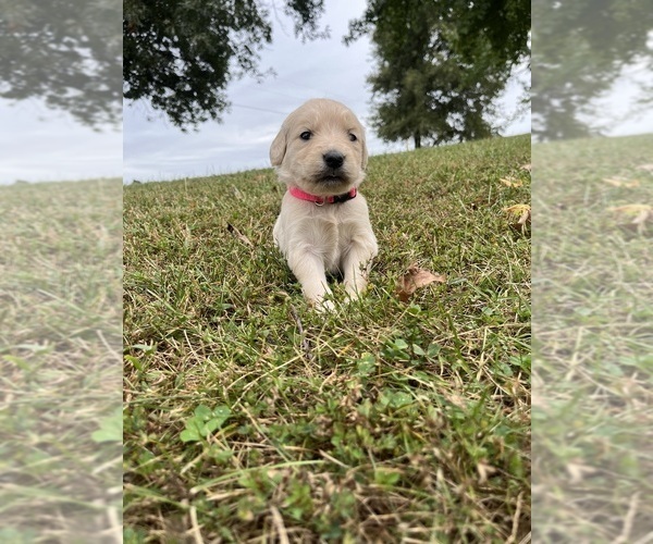 Medium Photo #10 English Cream Golden Retriever Puppy For Sale in CENTERTOWN, MO, USA
