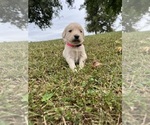 Small Photo #10 English Cream Golden Retriever Puppy For Sale in CENTERTOWN, MO, USA