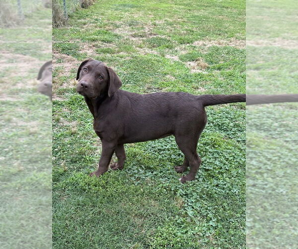 Medium Photo #4 Labrador Retriever-Mountain Cur Mix Puppy For Sale in Boston, MA, USA