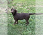 Small #3 Labrador Retriever-Mountain Cur Mix