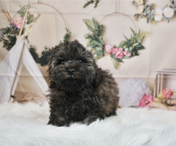 Medium Photo #4 Poodle (Miniature) Puppy For Sale in WARSAW, IN, USA