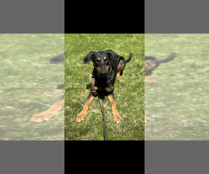 Doberman Pinscher Dogs for adoption in FRAMINGHAM, MA, USA