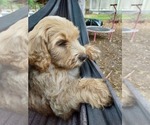 Puppy Rocky Bordoodle