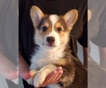 Small Photo #9 Pembroke Welsh Corgi Puppy For Sale in GRAHAM, WA, USA