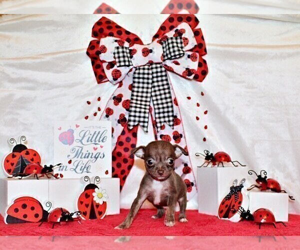 Medium Photo #71 Chihuahua Puppy For Sale in CHARLESTON, AR, USA