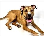 Small #1 Bullboxer Pit
