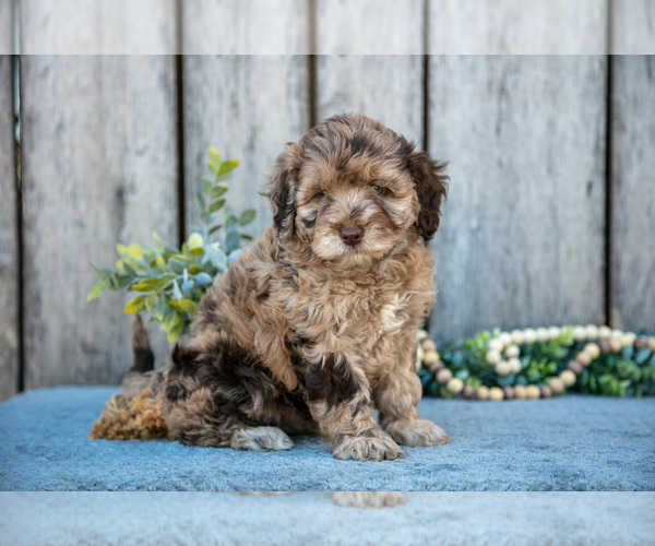 Medium Photo #1 Poodle (Miniature)-Portuguese Water Dog Mix Puppy For Sale in FREDERICKSBURG, OH, USA