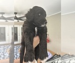 Small Photo #71 Aussiedoodle Puppy For Sale in LONGWOOD, FL, USA