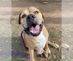 Small American Pit Bull Terrier Mix