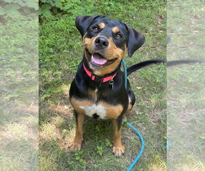 Rottweiler-Unknown Mix Dogs for adoption in Rockaway, NJ, USA