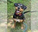 Small Rottweiler Mix