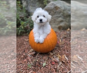 Medium Chonzer-Pomeranian Mix