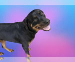 Small #1 Rottweiler
