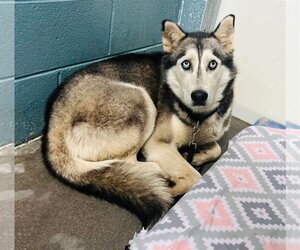 Siberian Husky Dogs for adoption in Clarkesville, GA, USA