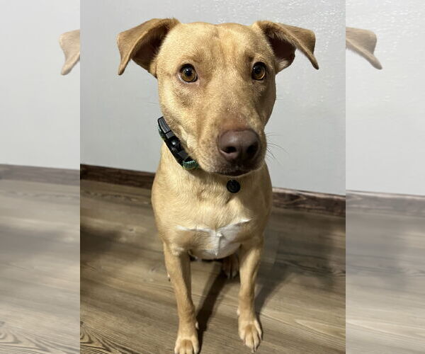 Medium Photo #5 Chihuahua Puppy For Sale in Estherville, IA, USA