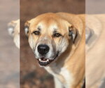 Small Anatolian Shepherd Mix