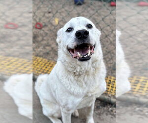 Halligan - Male Labrador Retriever-Unknown Mix Dog for Adoption - Photo #4