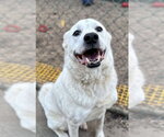 Small #3 Labrador Retriever Mix
