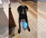 Small #3 Doberman Pinscher