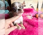 LittleRolex - Male Chihuahua Puppy for Sale - Photo #2