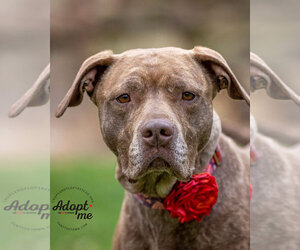 Foxy Brown - Female American Pit Bull Terrier-Plott Hound Mix Dog for Adoption - Photo #8