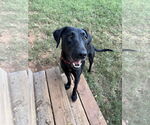 Small #4 Labrador Retriever Mix