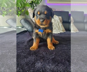 Rottweiler Puppy for sale in NILES, IL, USA