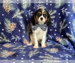 Cavalier King Charles Spaniel Puppy for sale in LAKELAND, FL, USA