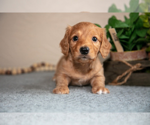 Medium Dachshund