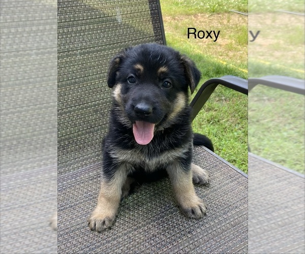 Medium Photo #1 German Shepherd Dog Puppy For Sale in PULASKI, TN, USA
