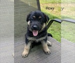 Puppy Roxy German Shepherd Dog