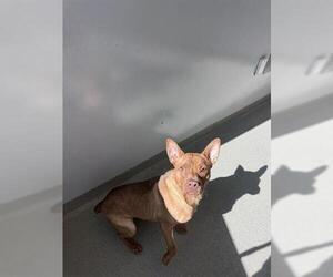 Mutt Dogs for adoption in San Martin, CA, USA