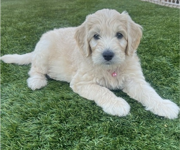 Medium Photo #60 Goldendoodle Puppy For Sale in PHOENIX, AZ, USA