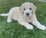 Small Photo #60 Goldendoodle Puppy For Sale in PHOENIX, AZ, USA