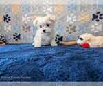 Small #3 Maltese