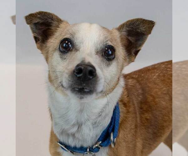 Medium Photo #4 Jack Russell Terrier-Unknown Mix Puppy For Sale in Kennesaw, GA, USA