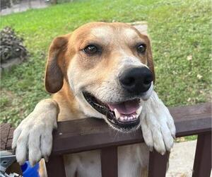 Rhodesian Ridgeback-Unknown Mix Dogs for adoption in San Antonio, TX, USA