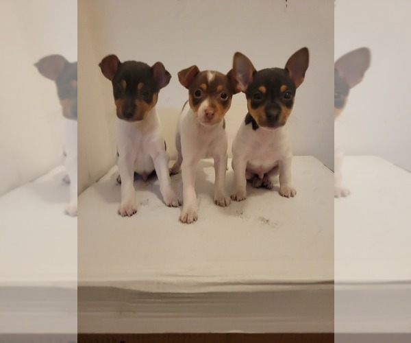 Medium Photo #2 Rat Terrier Puppy For Sale in COLUMBIA, SC, USA