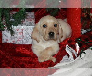 Labrador Retriever Puppy for sale in OCALA, FL, USA