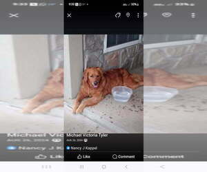 Father of the Golden Retriever puppies born on 09/04/2025