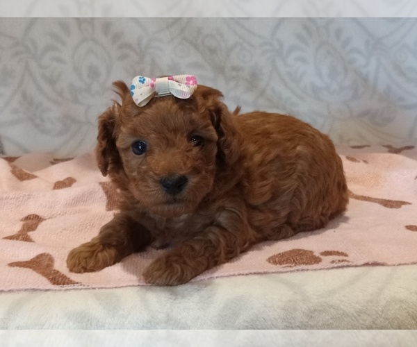 Medium Photo #5 Poodle (Toy) Puppy For Sale in MILFORD, IN, USA