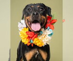 Small #1 Rottweiler