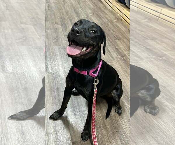 Medium Photo #10 Labrador Retriever-Unknown Mix Puppy For Sale in Munford, TN, USA