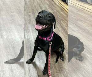 Miranda - Female Labrador Retriever-Unknown Mix Dog for Adoption - Photo #10