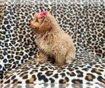 Small Photo #13 Bichpoo Puppy For Sale in LAKELAND, FL, USA