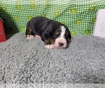 Small Photo #35 Bernese Mountain Dog Puppy For Sale in BLACK FOREST, CO, USA