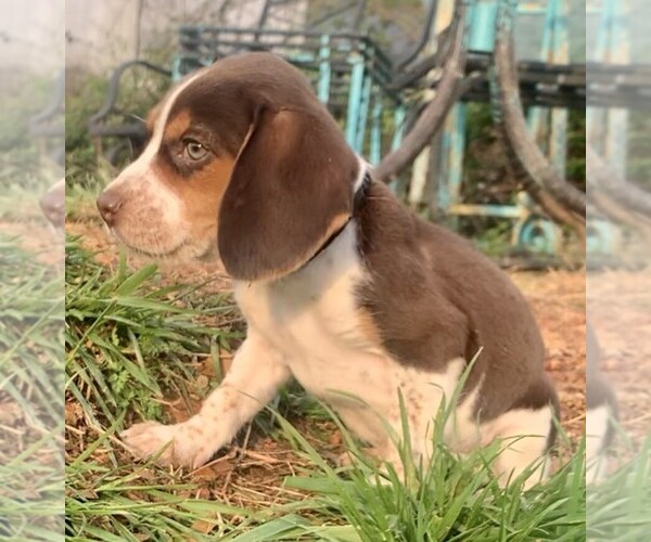 Full screen Photo #4 Beagle Puppy For Sale in MARSHALL, AR, USA